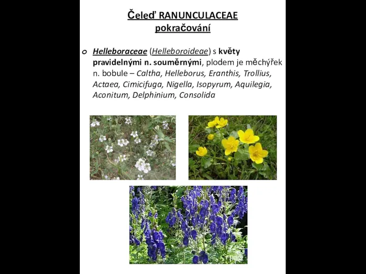 Čeleď RANUNCULACEAE pokračování Helleboraceae (Helleboroideae) s květy pravidelnými n. souměrnými, plodem