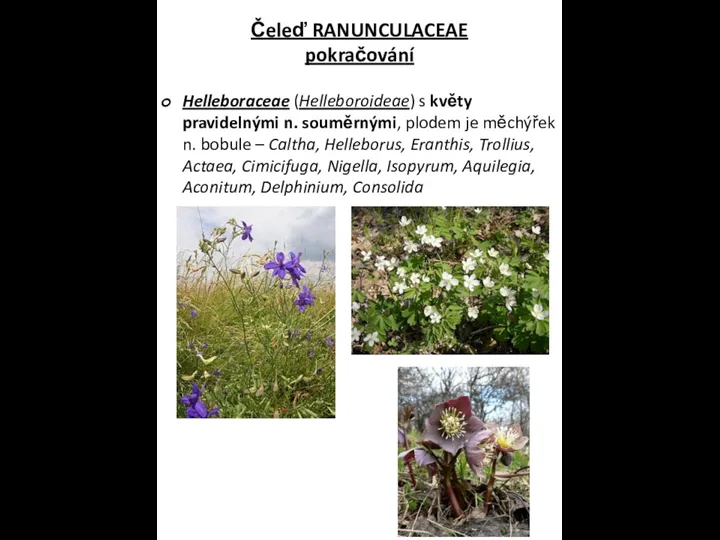 Čeleď RANUNCULACEAE pokračování Helleboraceae (Helleboroideae) s květy pravidelnými n. souměrnými, plodem