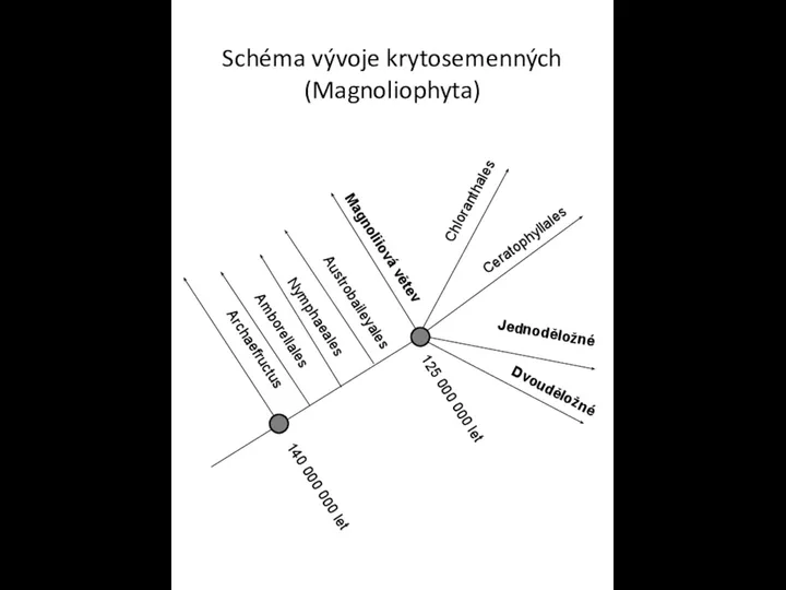 Schéma vývoje krytosemenných (Magnoliophyta) Archaefructus 140 000 000 let 125 000