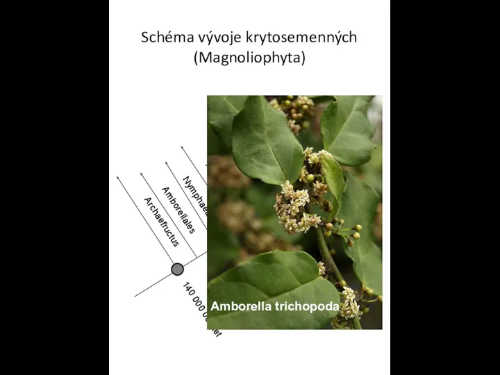 Schéma vývoje krytosemenných (Magnoliophyta) Archaefructus 140 000 000 let 125 000