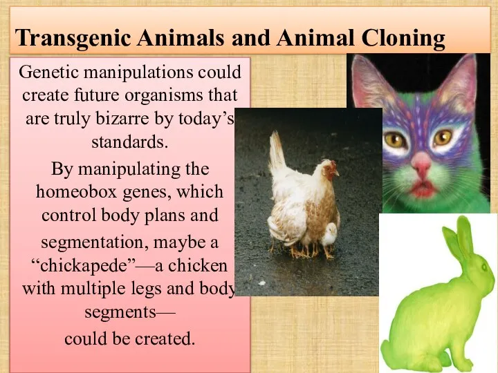 Transgenic Animals and Animal Cloning Genetic manipulations could create future organisms