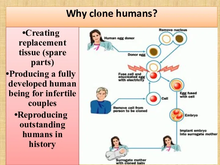 Why clone humans? Creating replacement tissue (spare parts) Producing a fully