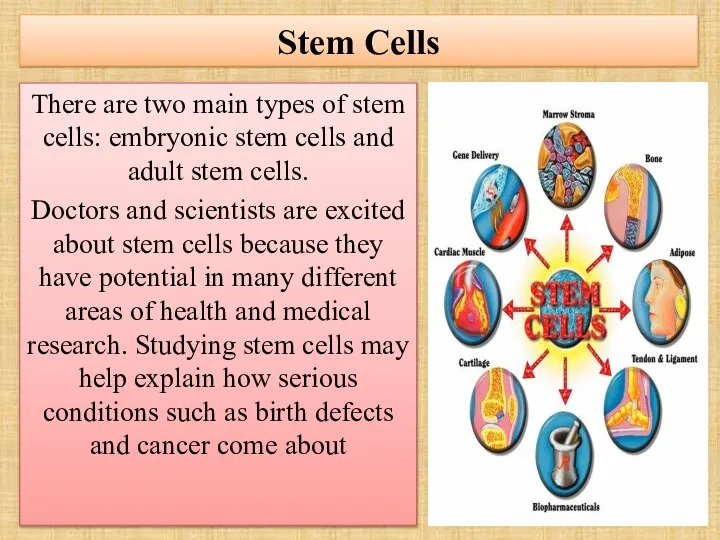 Stem Cells There are two main types of stem cells: embryonic