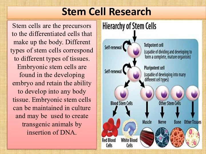 Stem Cell Research Stem cells are the precursors to the differentiated