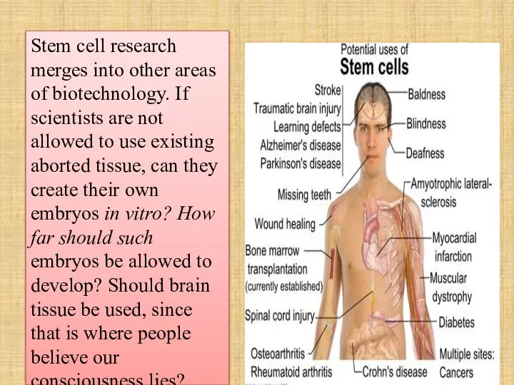 Stem cell research merges into other areas of biotechnology. If scientists