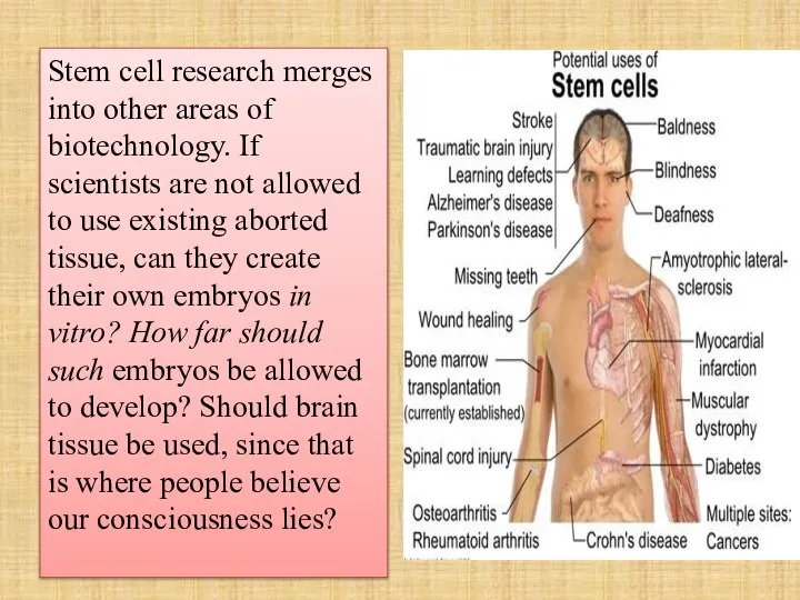 Stem cell research merges into other areas of biotechnology. If scientists