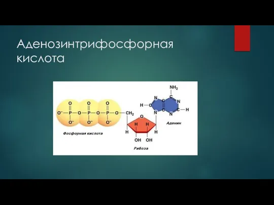 Аденозинтрифосфорная кислота