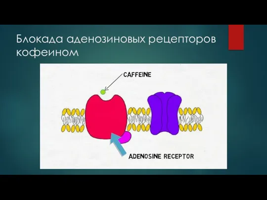 Блокада аденозиновых рецепторов кофеином