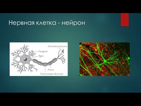 Нервная клетка - нейрон