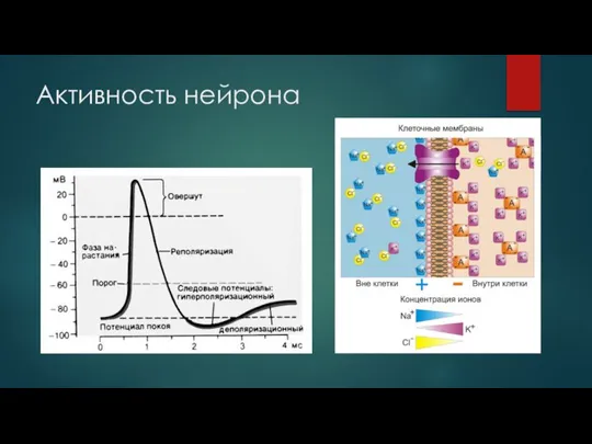 Активность нейрона