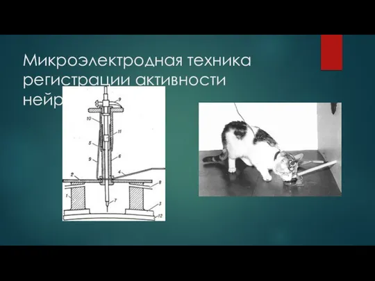 Микроэлектродная техника регистрации активности нейронов