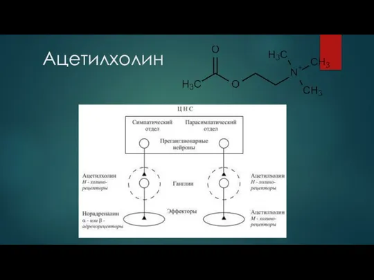 Ацетилхолин