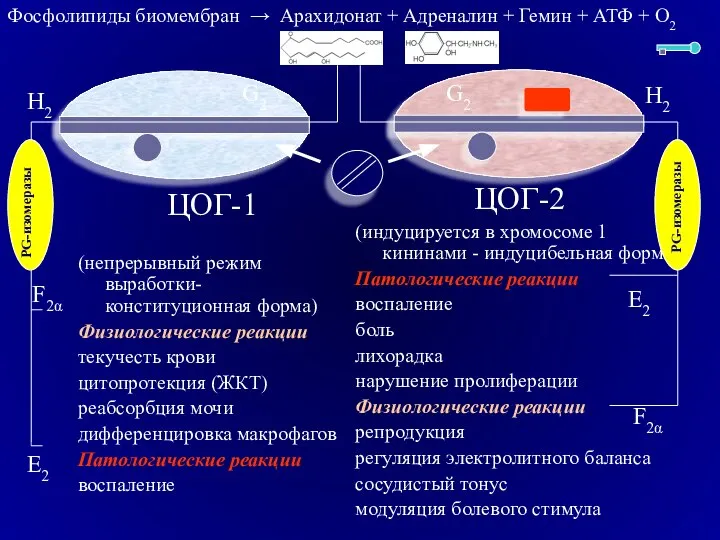 ЦОГ-1 (непрерывный режим выработки-конституционная форма) Физиологические реакции текучесть крови цитопротекция (ЖКТ)