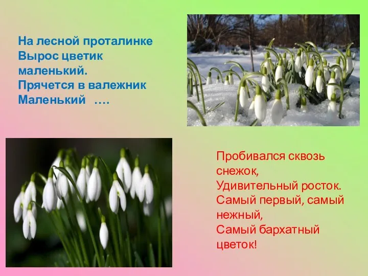 Пробивался сквозь снежок, Удивительный росток. Самый первый, самый нежный, Самый бархатный