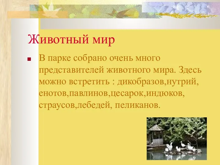 Животный мир В парке собрано очень много представителей животного мира. Здесь можно встретить : дикобразов,нутрий,енотов,павлинов,цесарок,индюков,страусов,лебедей, пеликанов.