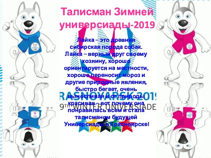 Талисман Зимней универсиады-2019 Лайка – это древняя сибирская порода собак. Лайка