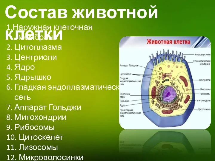 Состав животной клетки 1.Наружная клеточная мембрана 2. Цитоплазма 3. Центриоли 4.