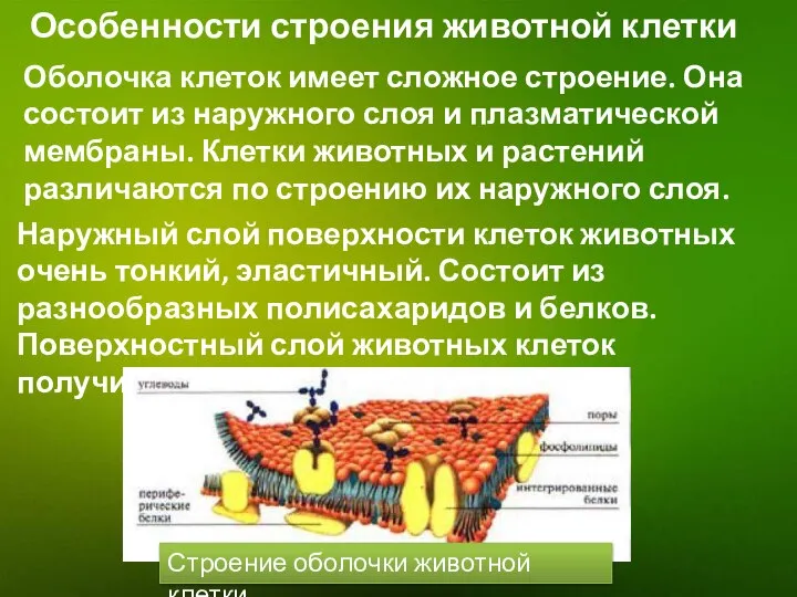 Особенности строения животной клетки Оболочка клеток имеет сложное строение. Она состоит