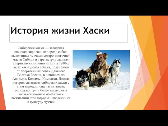 История жизни Хаски Сибирский хаски — заводская специализированная порода собак, выведенная