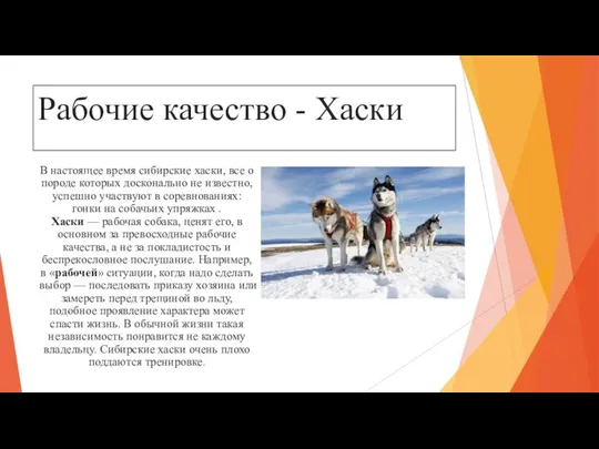 Рабочие качество - Хаски В настоящее время сибирские хаски, все о