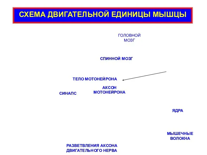 ГОЛОВНОЙ МОЗГ СПИННОЙ МОЗГ ТЕЛО МОТОНЕЙРОНА СИНАПС АКСОН МОТОНЕЙРОНА РАЗВЕТВЛЕНИЯ АКСОНА