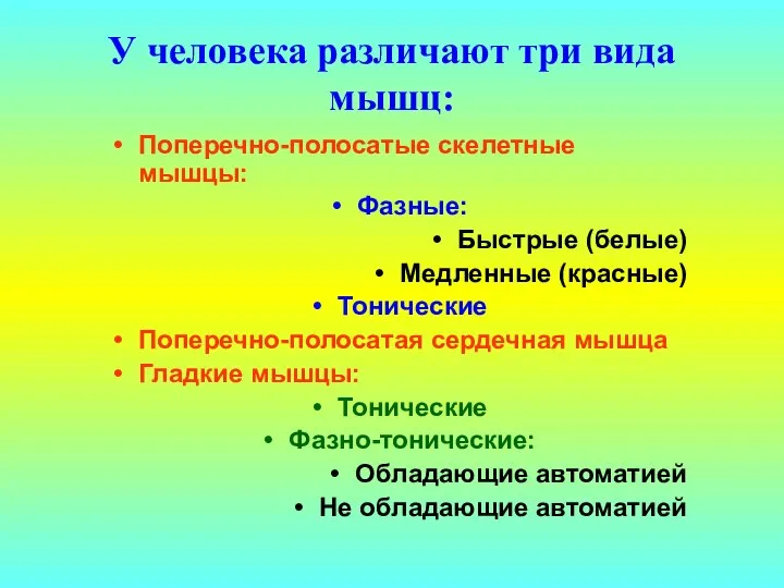 У человека различают три вида мышц: Поперечно-полосатые скелетные мышцы: Фазные: Быстрые