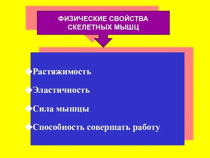 ФИЗИЧЕСКИЕ СВОЙСТВА СКЕЛЕТНЫХ МЫШЦ Растяжимость Эластичность Сила мышцы Способность совершать работу