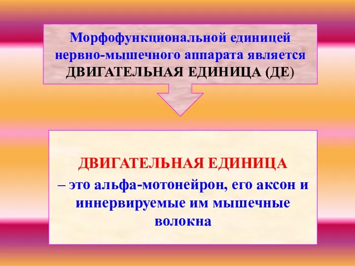 ДВИГАТЕЛЬНАЯ ЕДИНИЦА – это альфа-мотонейрон, его аксон и иннервируемые им мышечные