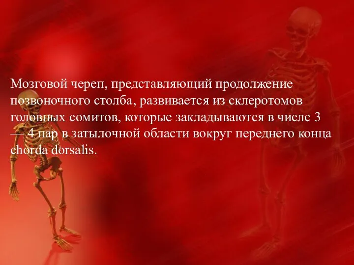 Мозговой череп, представляющий продолжение позвоночного столба, развивается из склеротомов головных сомитов,