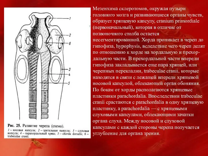 Мезенхима склеротомов, окружая пузыри головного мозга и развивающиеся органы чувств, образует