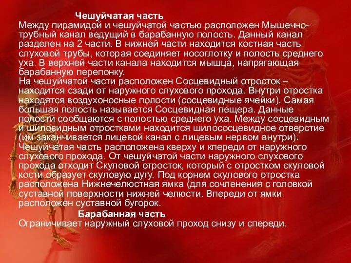 Чешуйчатая часть Между пирамидой и чешуйчатой частью расположен Мышечно-трубный канал ведущий