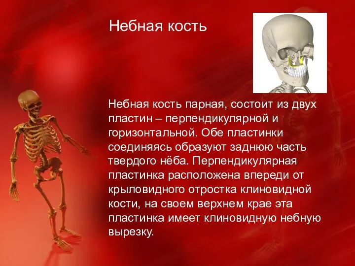 Небная кость Небная кость парная, состоит из двух пластин – перпендикулярной