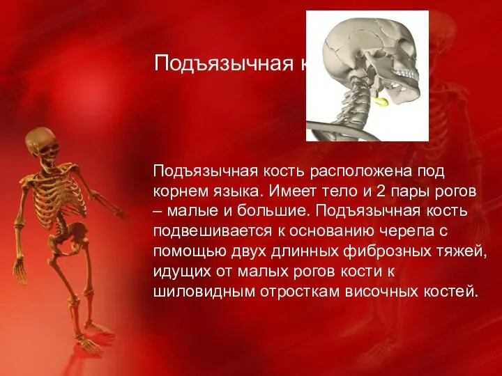 Подъязычная кость Подъязычная кость расположена под корнем языка. Имеет тело и