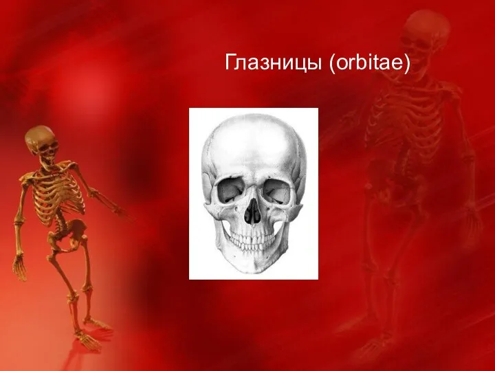 Глазницы (orbitae)