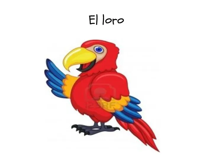 El loro