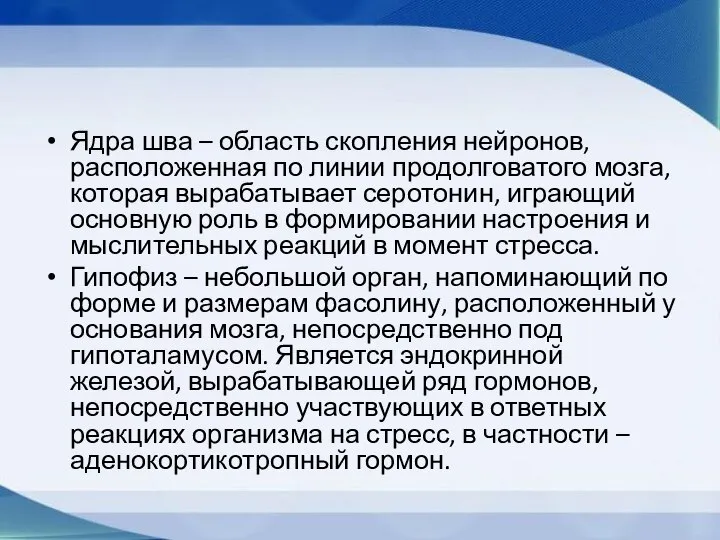 Ядра шва – область скопления нейронов, расположенная по линии продолговатого мозга,