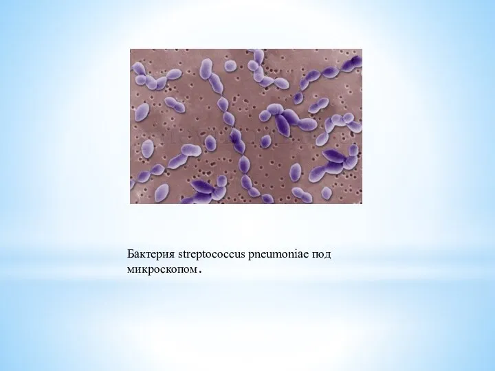 Бактерия streptococcus pneumoniae под микроскопом.