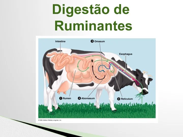 Digestão de Ruminantes