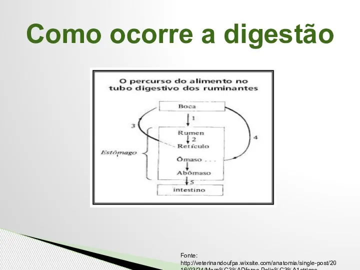 Como ocorre a digestão Fonte: http://veterinandoufpa.wixsite.com/anatomia/single-post/2016/03/24/Mam%C3%ADferos-Polig%C3%A1stricos