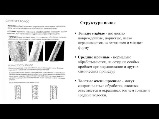 Структура волос Тонкие слабые - возможно повреждённые, пористые, легко окрашиваются, осветляются