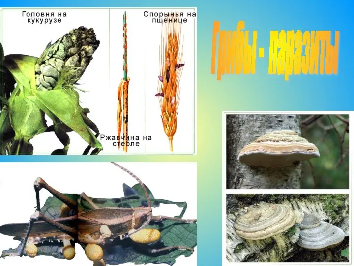 Грибы - паразиты