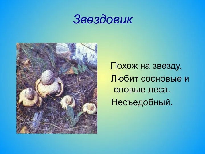 Звездовик Похож на звезду. Любит сосновые и еловые леса. Несъедобный.