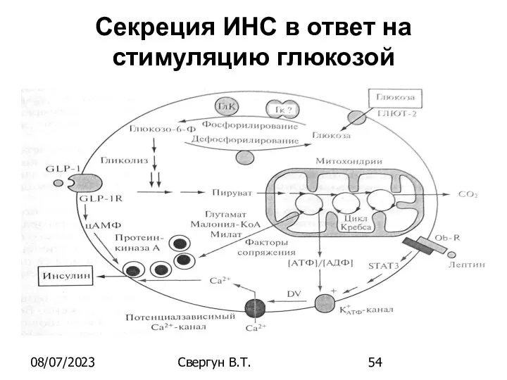 08/07/2023 Свергун В.Т. Секреция ИНС в ответ на стимуляцию глюкозой