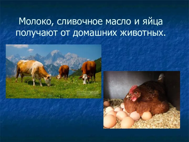 Молоко, сливочное масло и яйца получают от домашних животных.