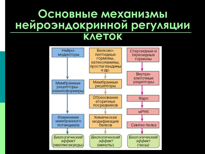 Основные механизмы нейроэндокринной регуляции клеток