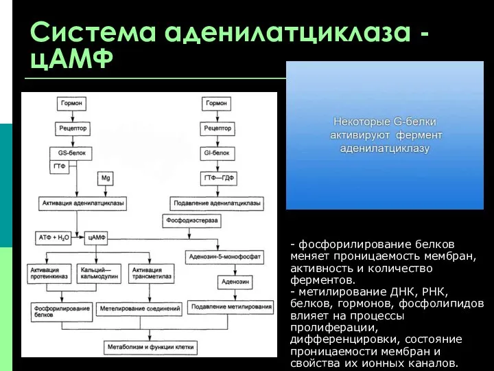 Система аденилатциклаза - цАМФ - фосфорилирование белков меняет проницаемость мембран, активность