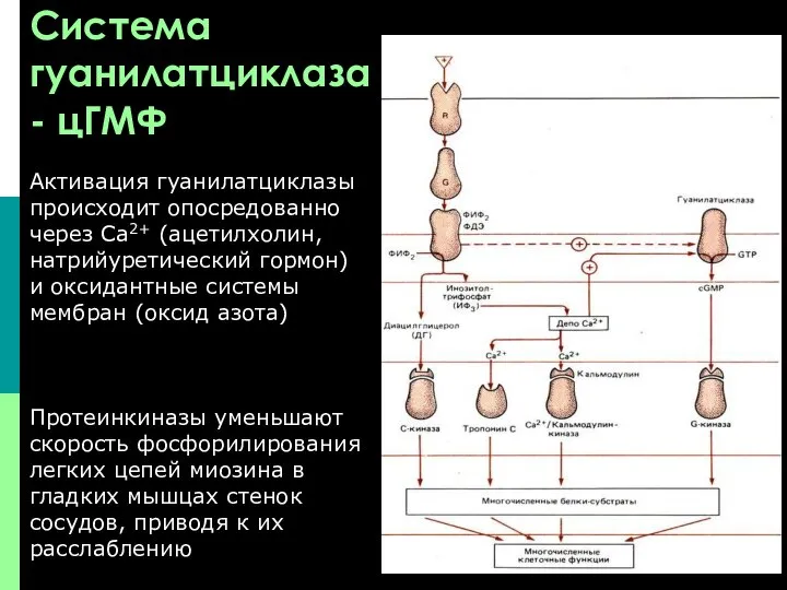 Система гуанилатциклаза - цГМФ Активация гуанилатциклазы происходит опосредованно через Са2+ (ацетилхолин,