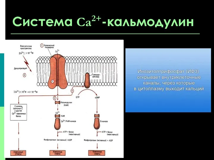 Система Са2+-кальмодулин