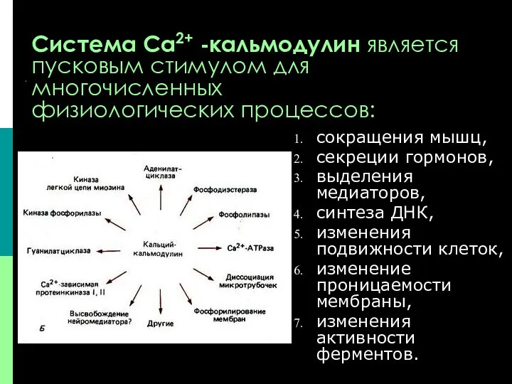 Система Са2+ -кальмодулин является пусковым стимулом для многочисленных физиологических процессов: сокращения