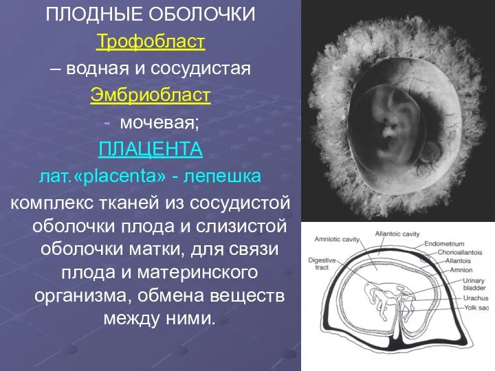 ПЛОДНЫЕ ОБОЛОЧКИ Трофобласт – водная и сосудистая Эмбриобласт мочевая; ПЛАЦЕНТА лат.«placenta»